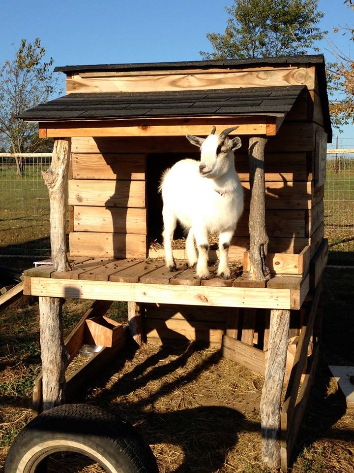 Pallet Wooden Made Goat House Shelter Pallet Ideas